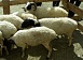 Тувинская  овца станет объектом исследований двух сельскохозяйственных НИИ – Тувы и Хакасии